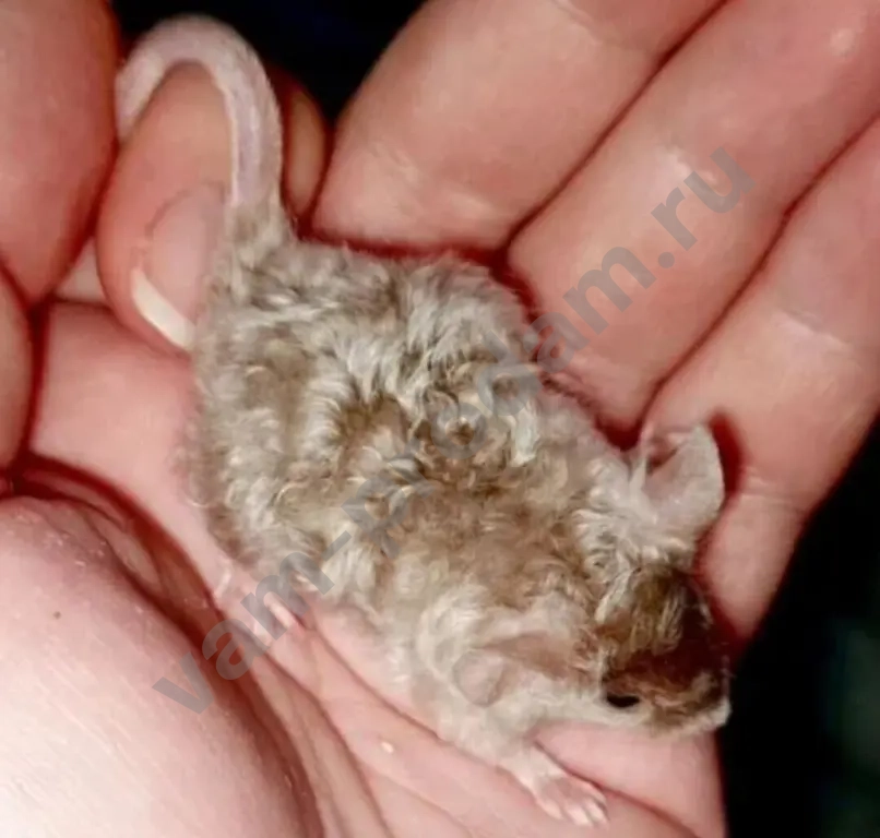 Атласные мышата тексель, рекс, сатин из питомника