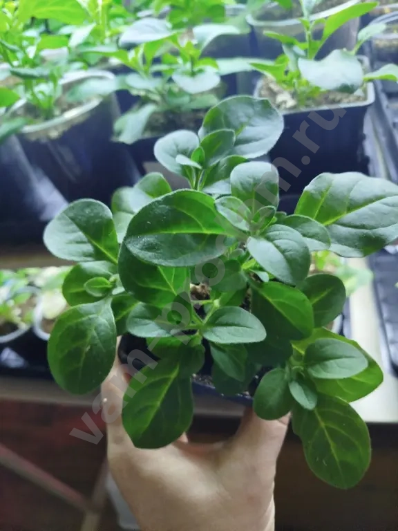 Ампельные питуньи