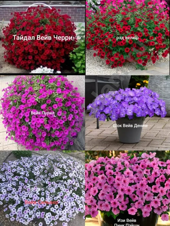 Ампельные питуньи