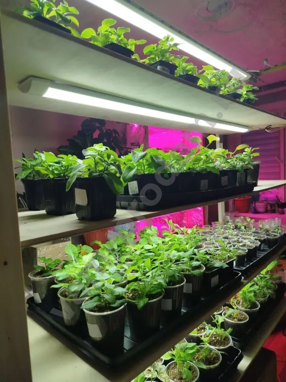 Ампельные питуньи