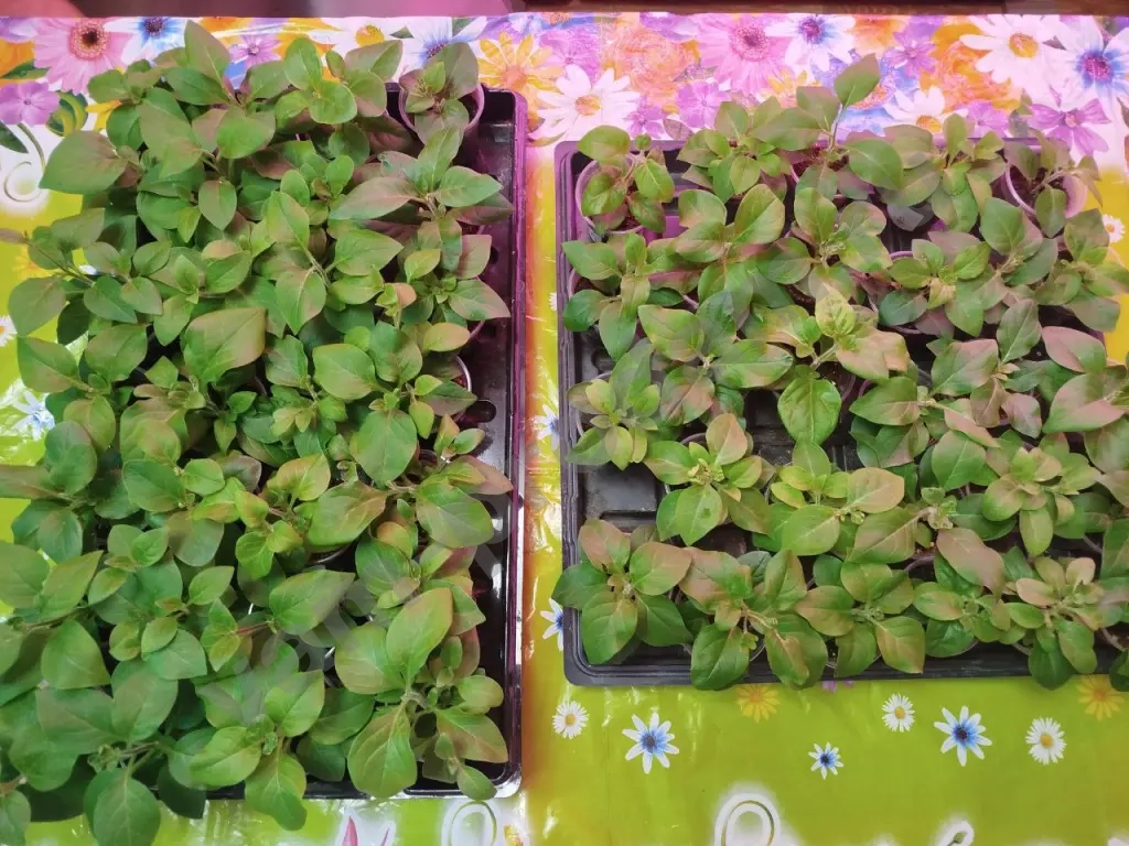 Ампельные питуньи