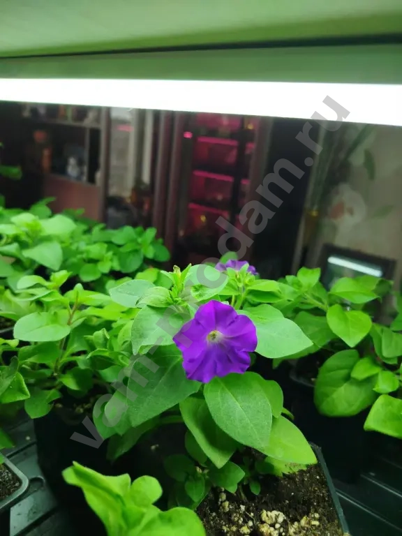 Ампельные питуньи