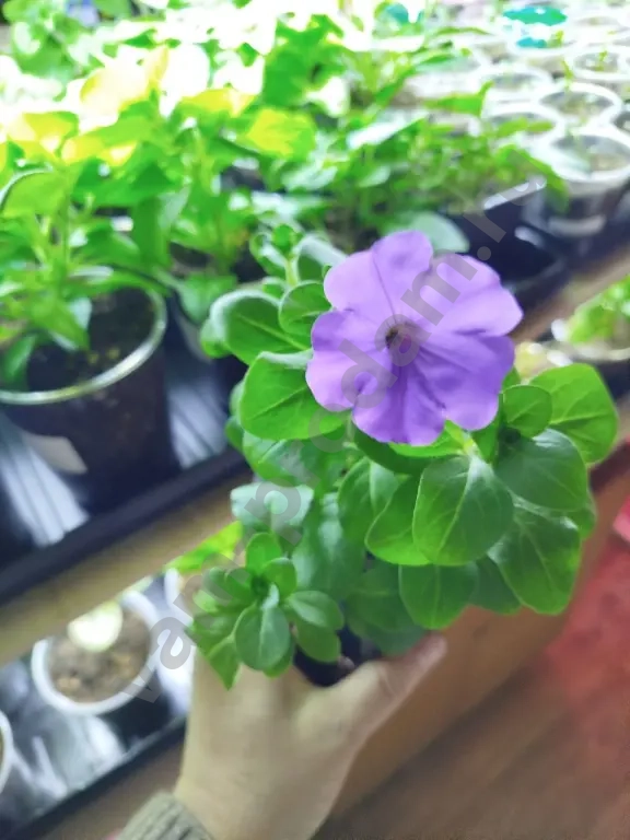 Ампельные питуньи