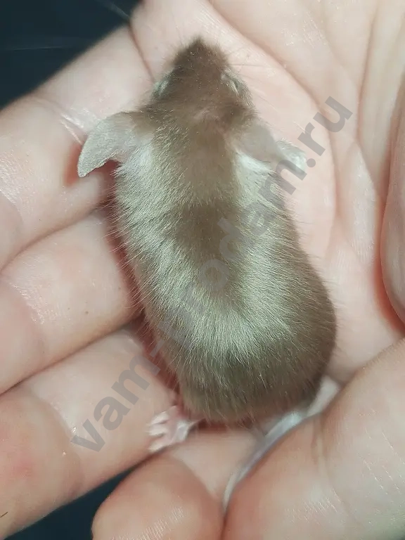 Атласные мышата тексель, рекс, сатин из питомника