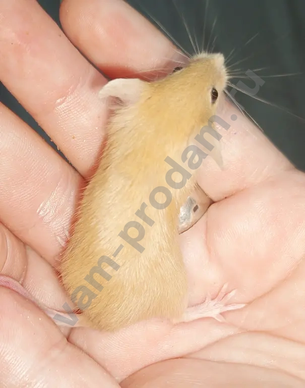 Атласные мышата тексель, рекс, сатин из питомника