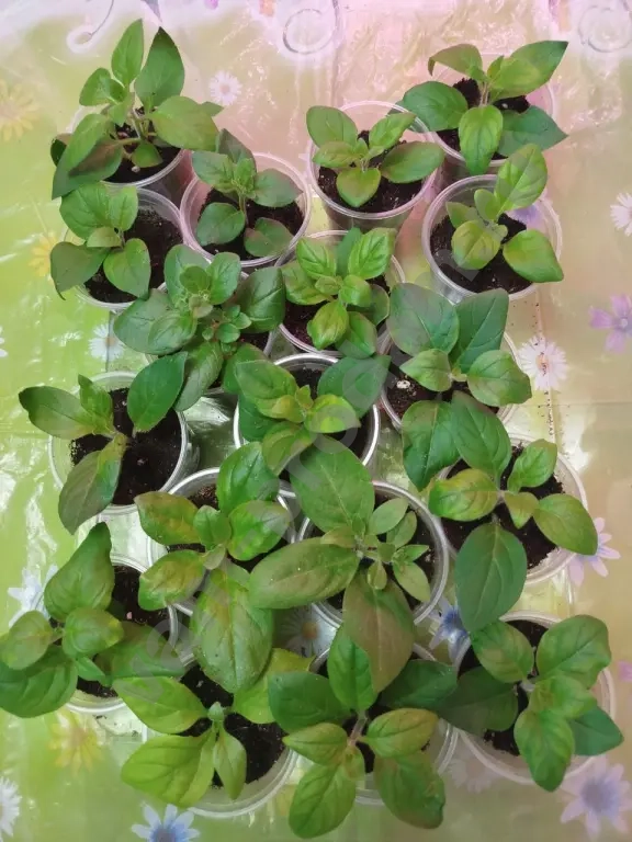 Ампельные питуньи