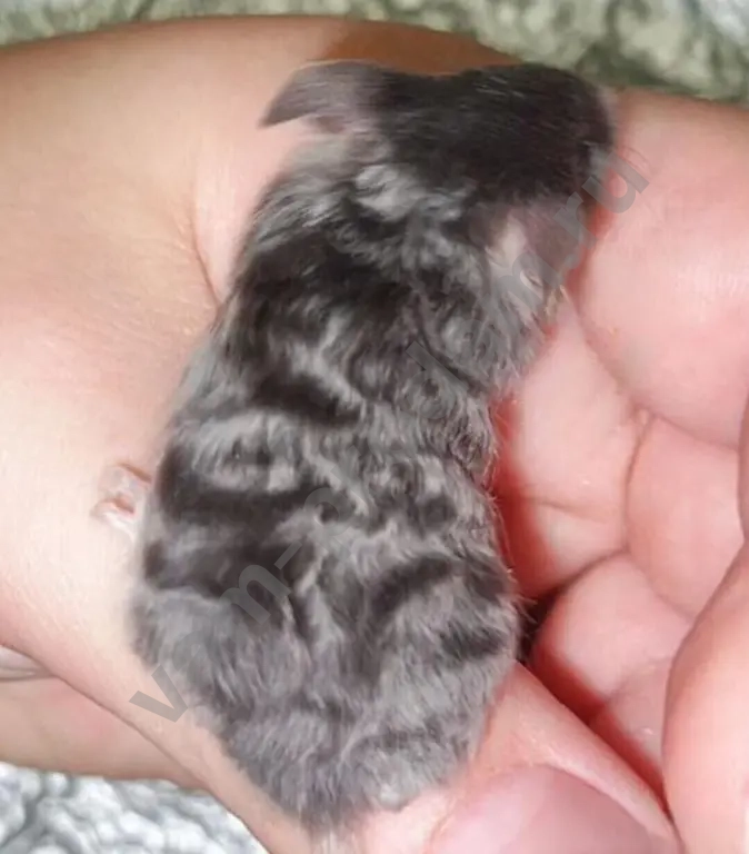 Атласные мышата тексель, рекс, сатин из питомника