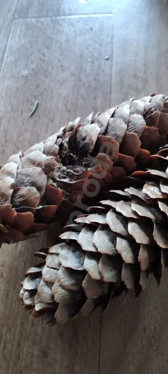 Шишки еловые