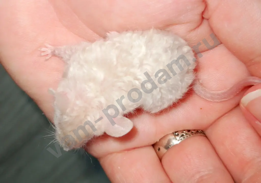 Атласные мышата тексель, рекс, сатин из питомника