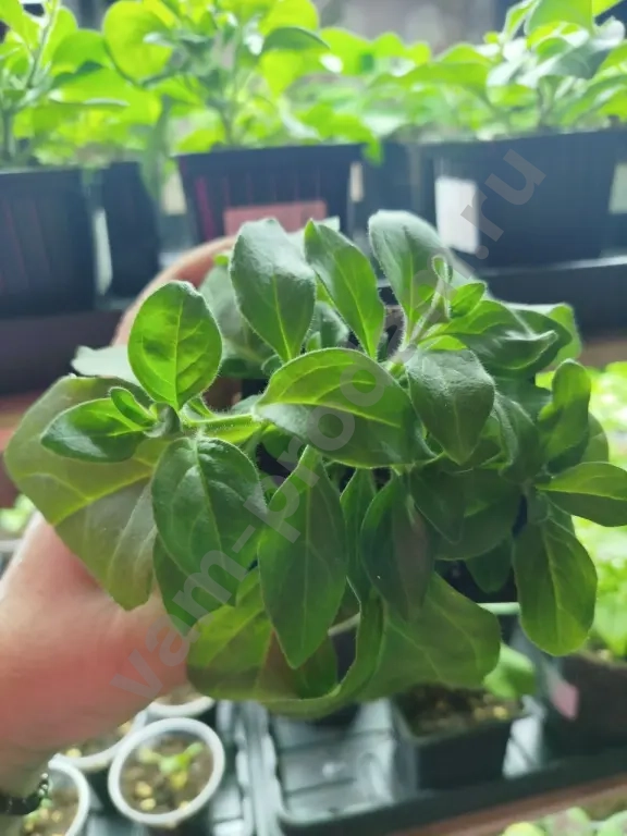 Ампельные питуньи