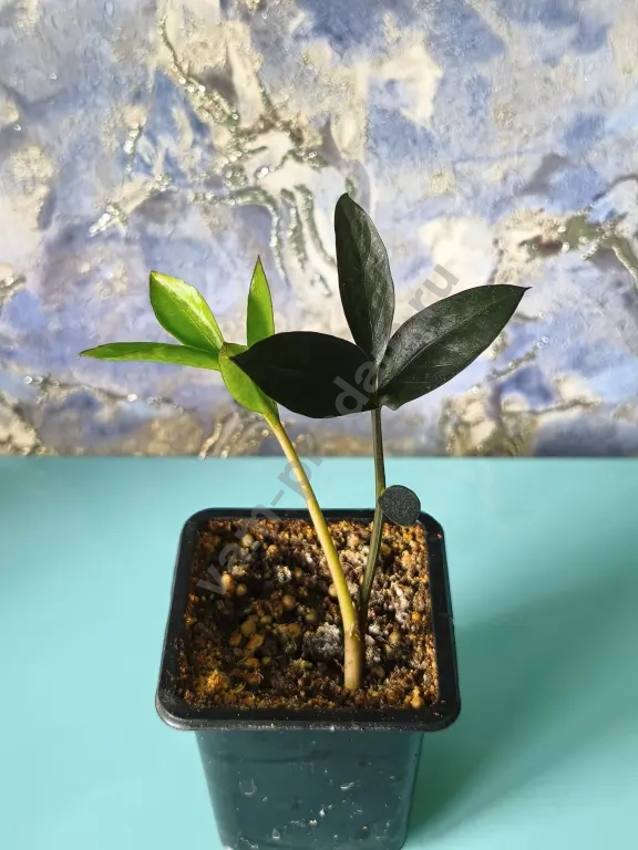 Замиокулькасы, гиппеаструм, колумнея, пеллиония, Хойя