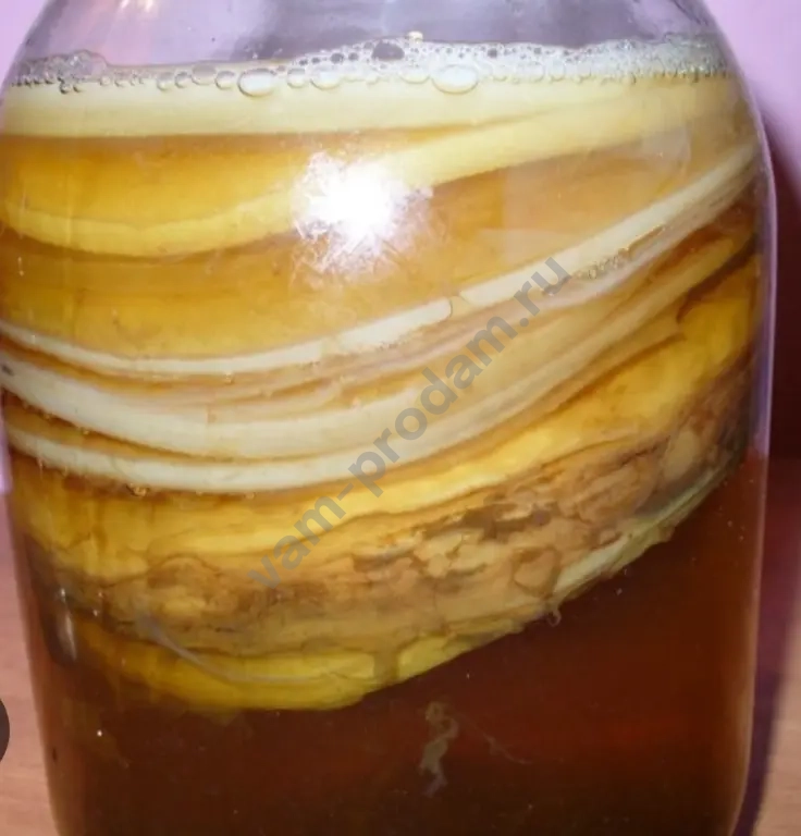 Камбуча, чайный гриб