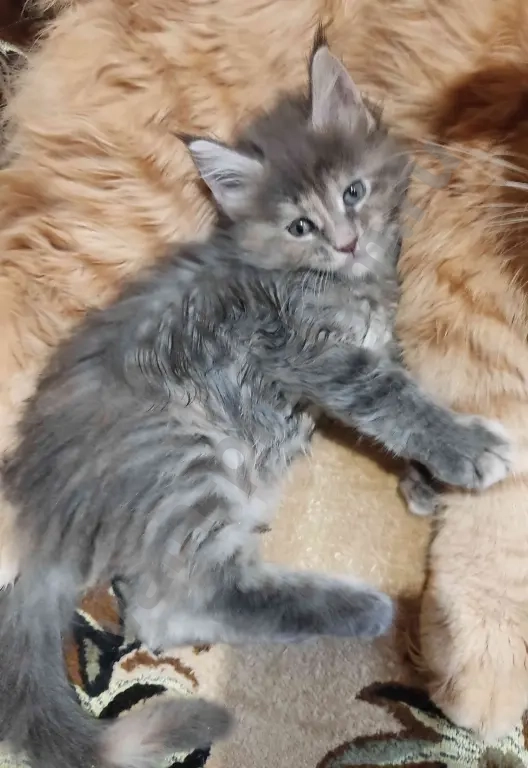 котята Мейн Кун