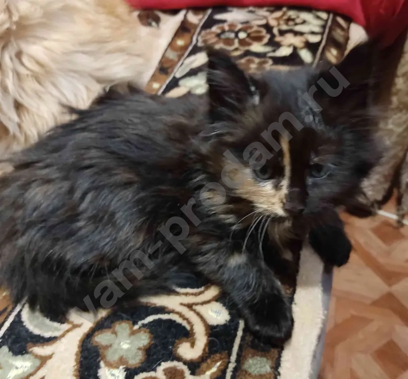 котята Мейн Кун