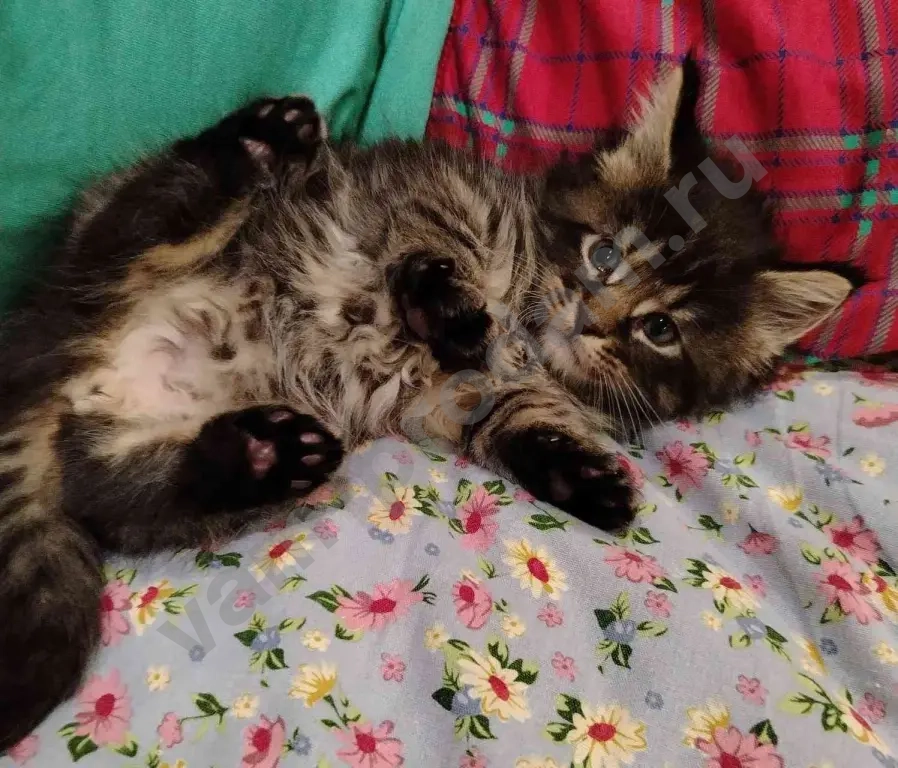 котята Мейн Кун