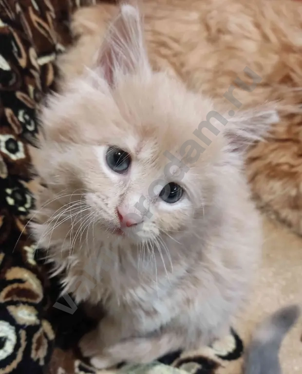 котята Мейн Кун