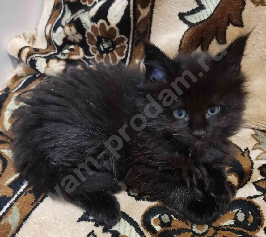 котята Мейн Кун