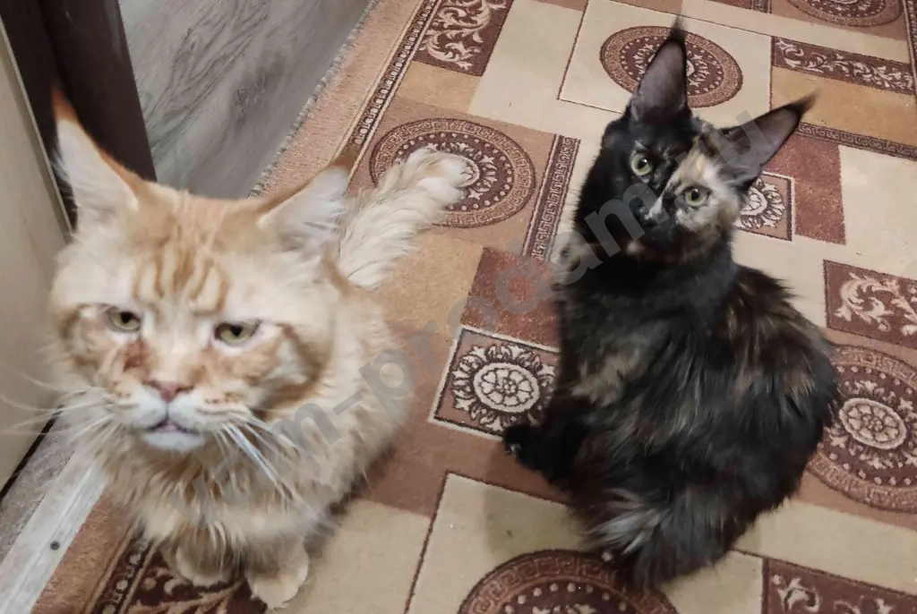 котята Мейн Кун