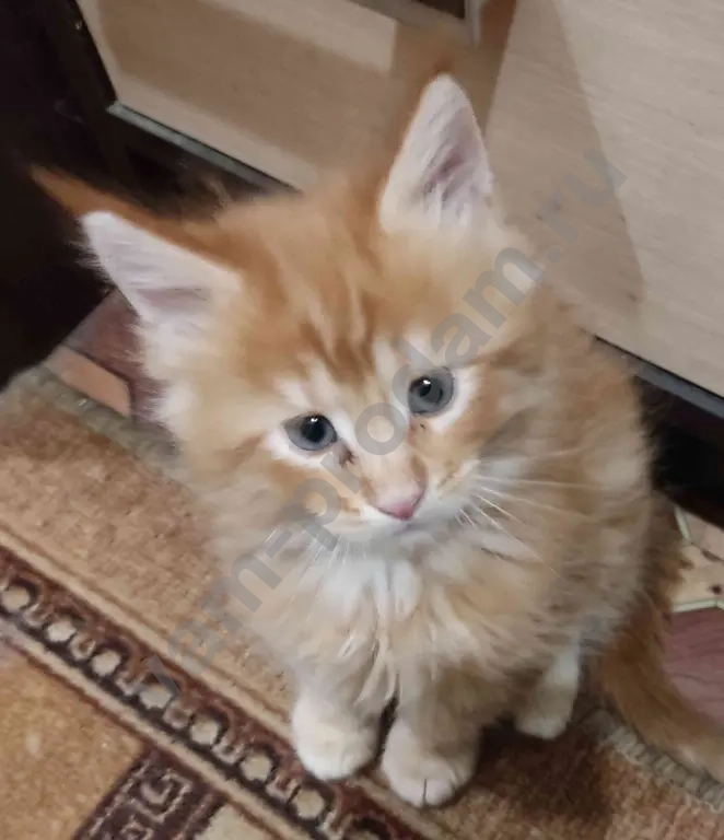 котята Мейн Кун