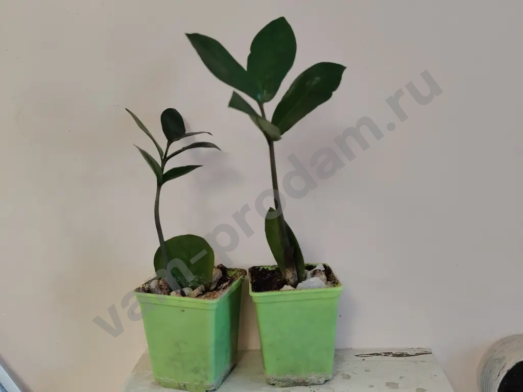 Сансевиерии, толстянки