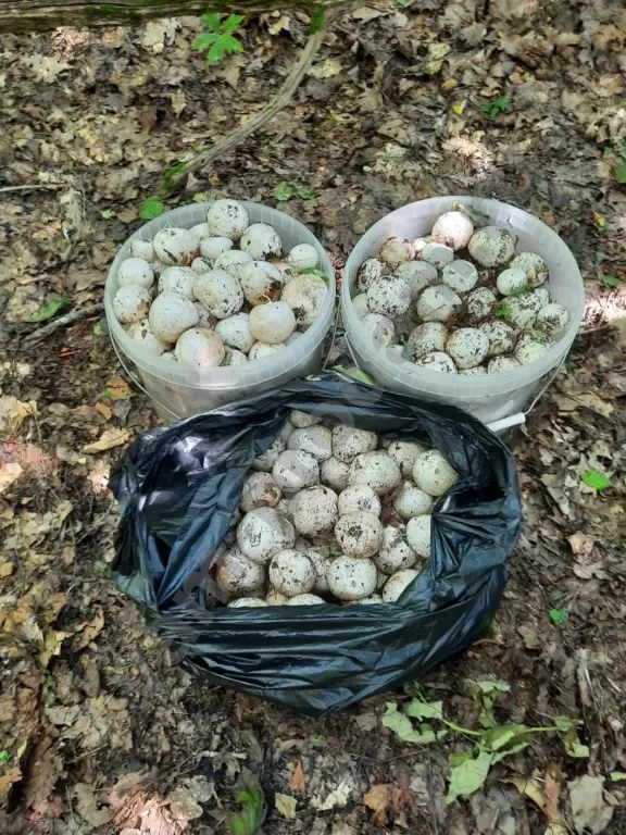 Гриб Веселка