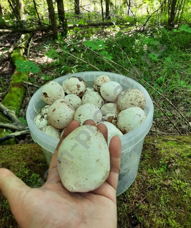 Гриб Веселка