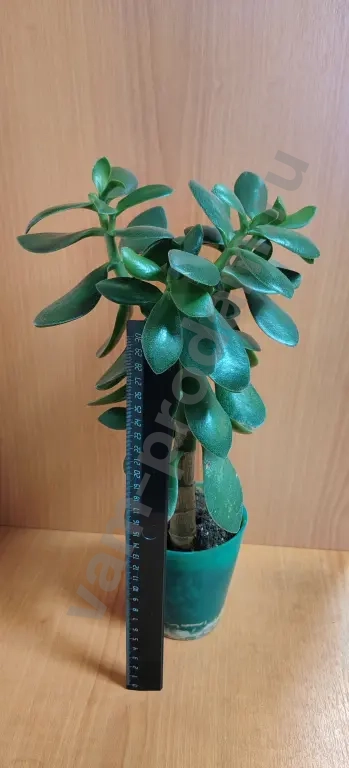 Сансевиерии, толстянки