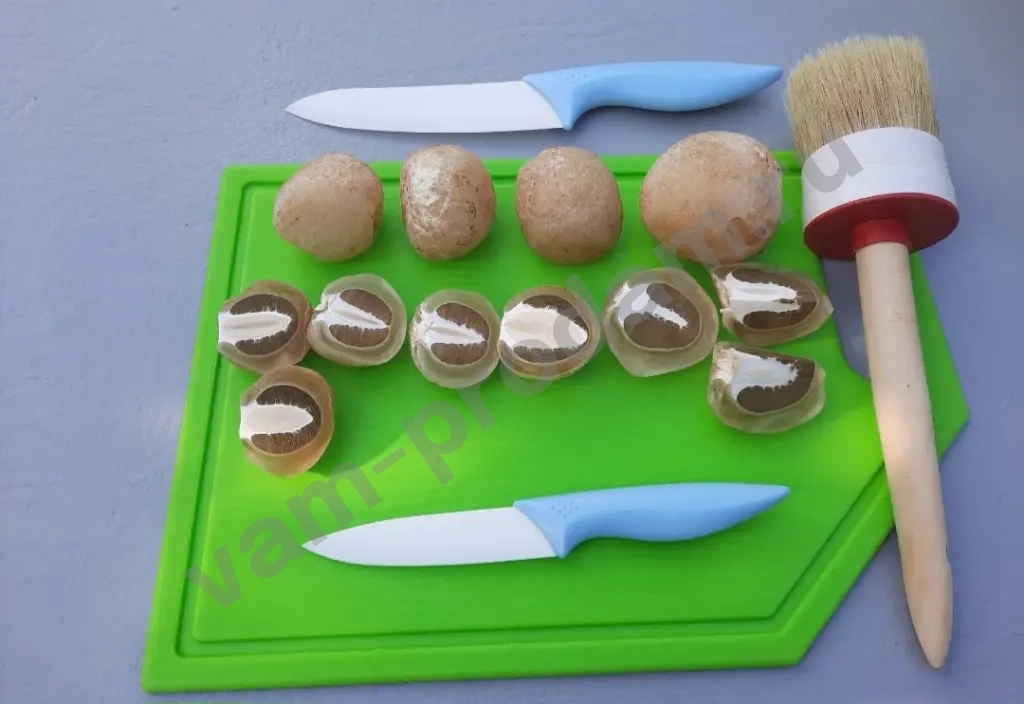 Гриб Веселка