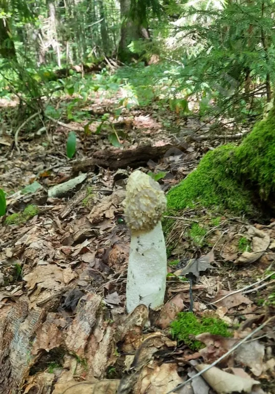 Гриб Веселка