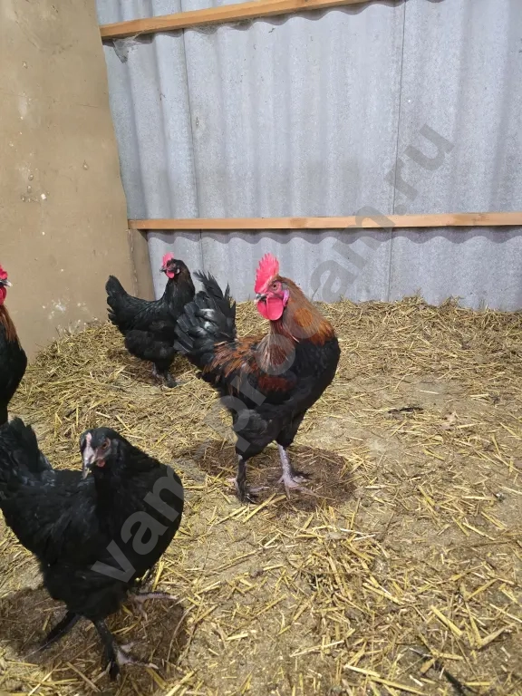 инкубационное яйцо цыплята