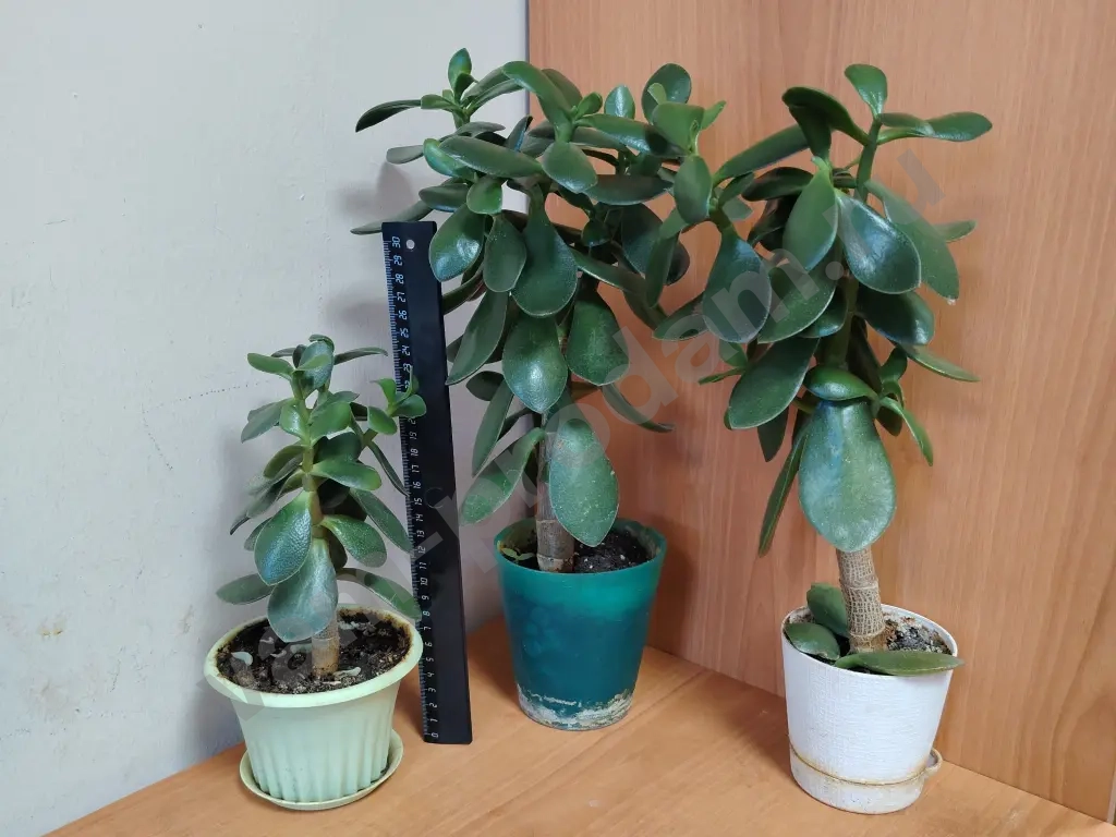 Сансевиерии, толстянки