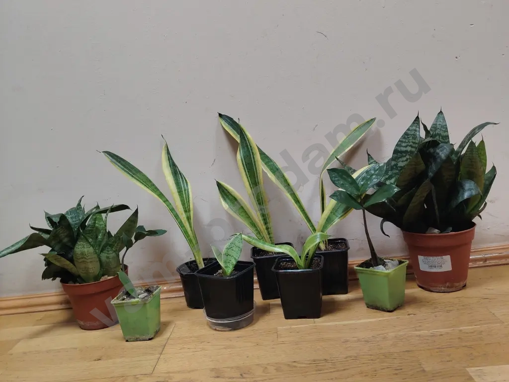 Сансевиерии, толстянки