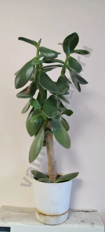 Сансевиерии, толстянки