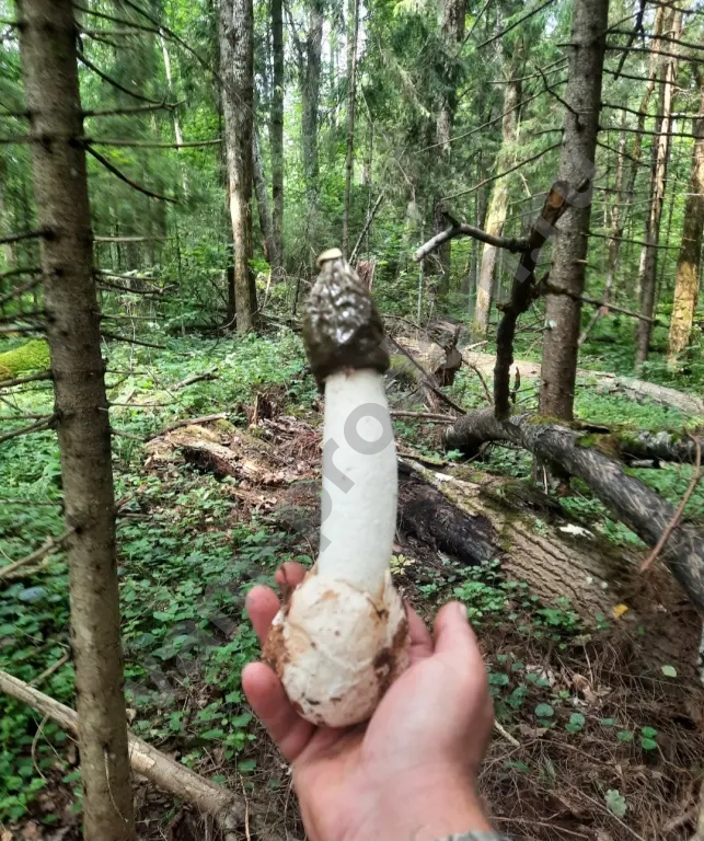 Гриб Веселка