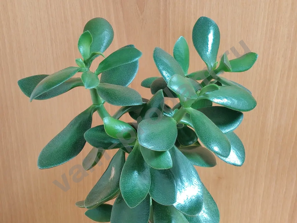 Сансевиерии, толстянки