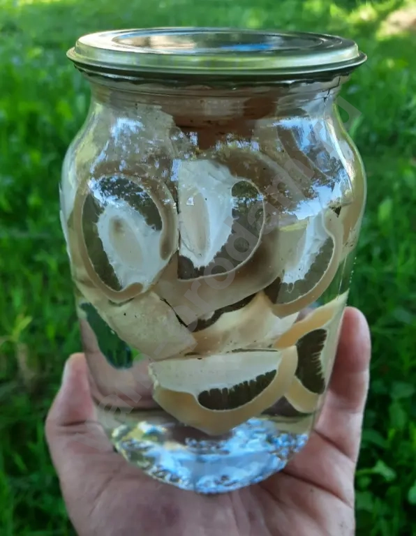 Гриб Веселка