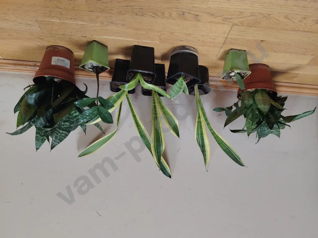 Сансевиерии, толстянки