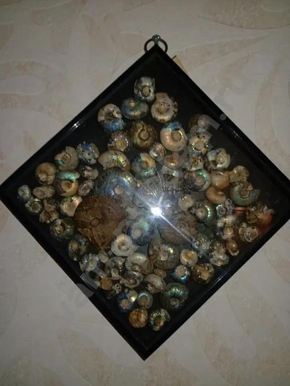 окаменелости Аммониты