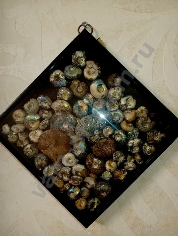 окаменелости Аммониты