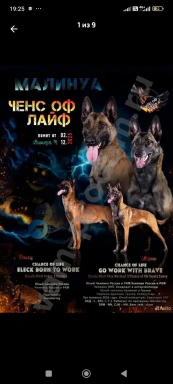 щенки малинуа