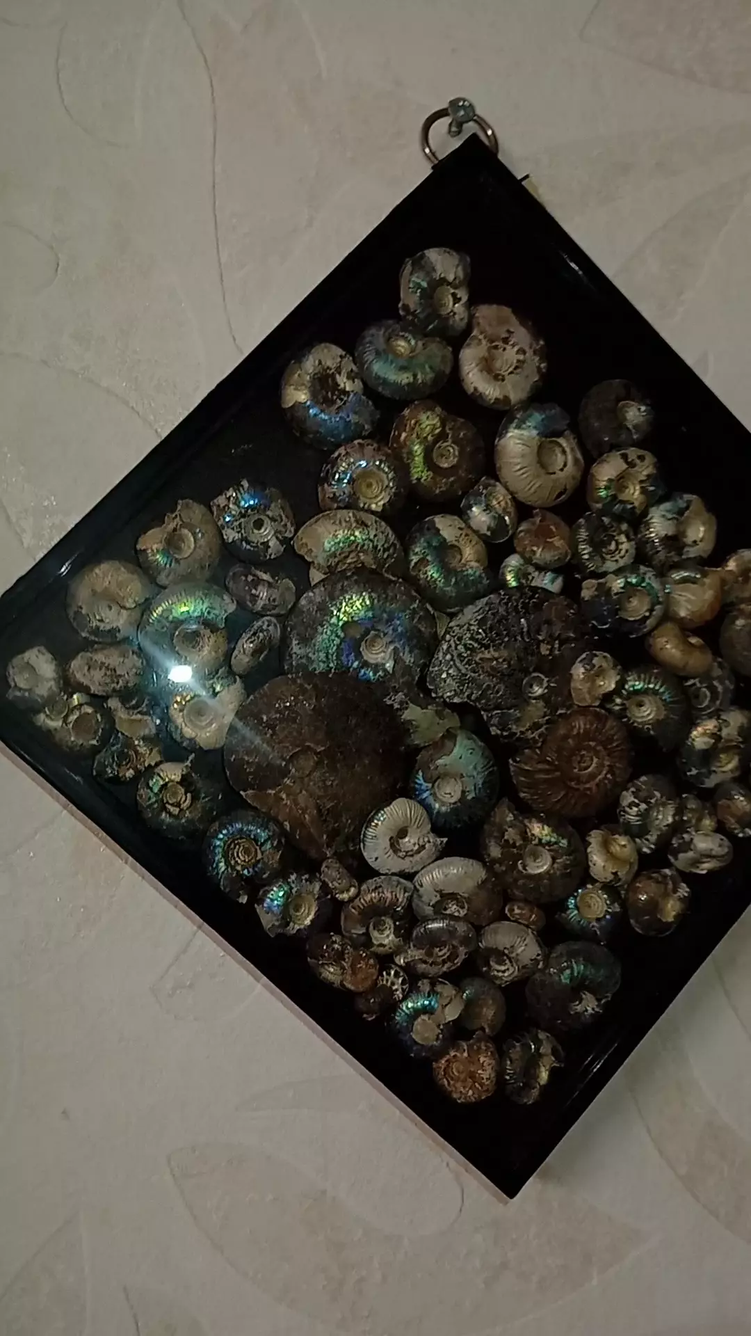 окаменелости Аммониты