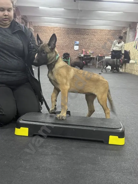 щенки малинуа