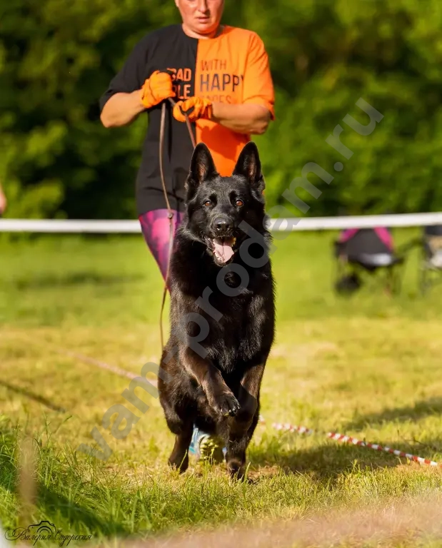 кобель для вязки