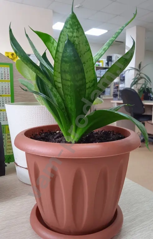 Сансевиерия Ханни