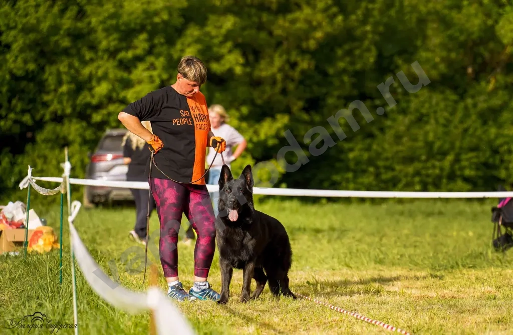 кобель для вязки