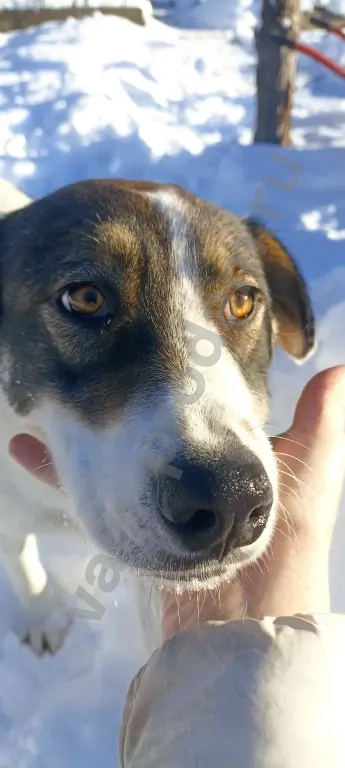 Собака ищет дом