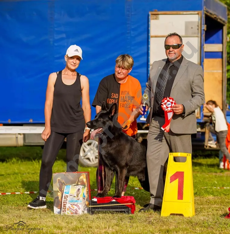 кобель для вязки