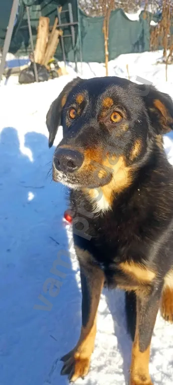 Собака в добрые руки