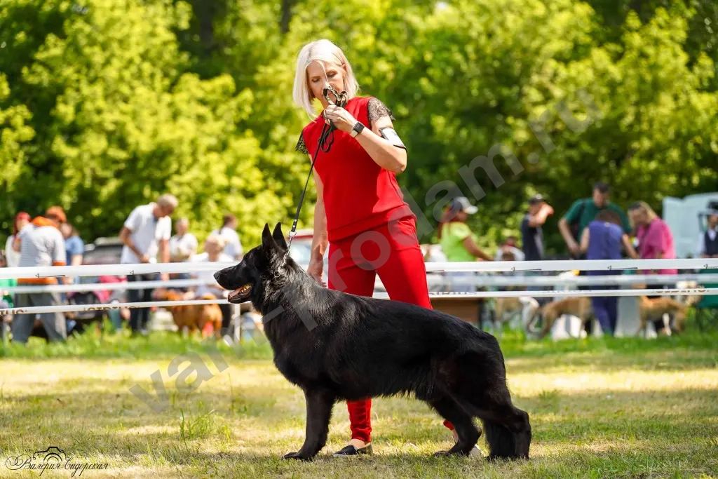 кобель для вязки