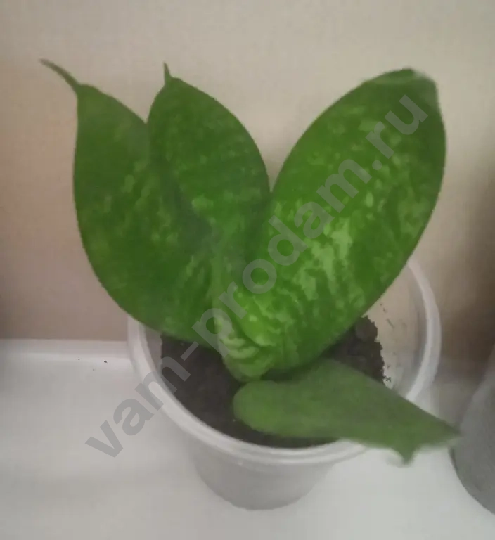 Сансевиерия Ханни